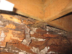 Dry Rot Due to Construction Defect